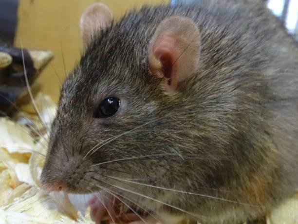 Mice in House London - Emergency Rodent Removal Services