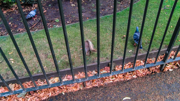  Emergency Mouse Control London - Same Day Pest Control