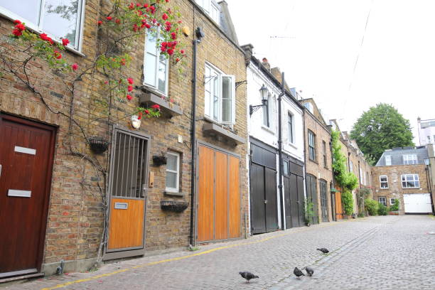 Cockroach Infestation London - Emergency Pest Removal