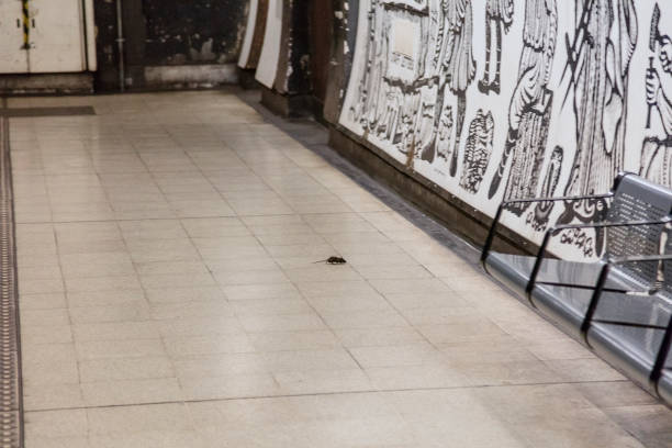 Cockroach Exterminator London Now - Fast Same Day Service