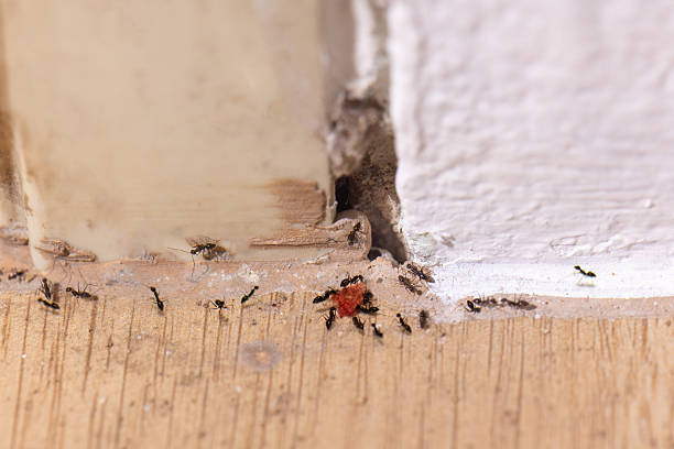 Bed Bugs in Bed London - Fast Treatment Services
