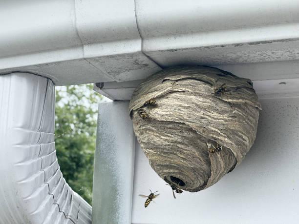 Emergency Wasp Nest London - Urgent Pest Control Help
