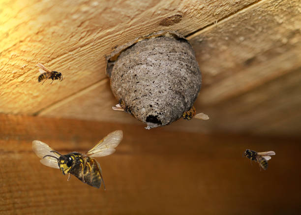Roof Wasp Nest London - Fast Removal Service