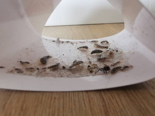 Silverfish Infestation London - Property Pest Control Guide