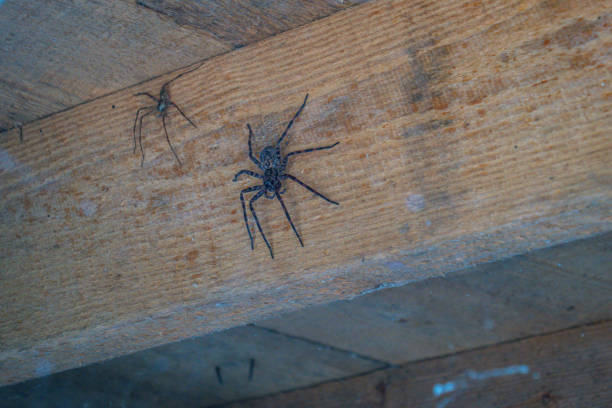 How to Control Spiders London Homes and Flats