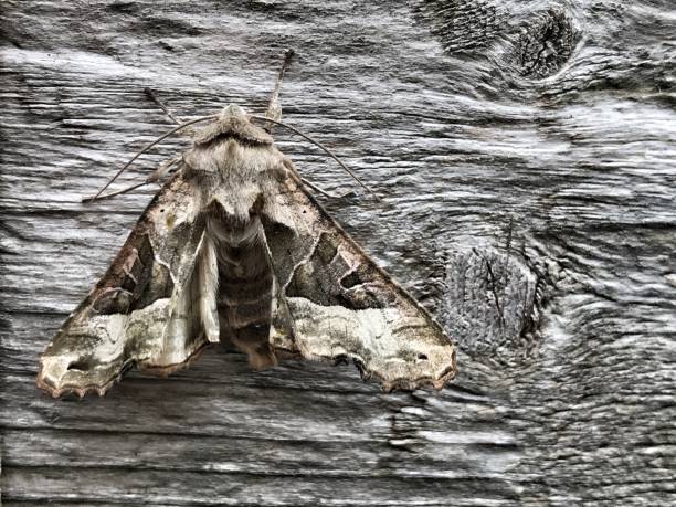 Emergency Moth Infestation London - Fast Property Solutions