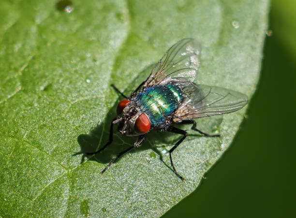Fly Infestation London - Fast Property Pest Control Guide