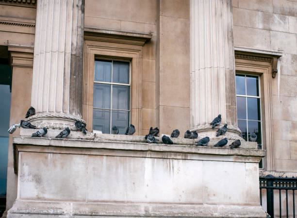 Roof Bird Infestation London - Property Protection Guide