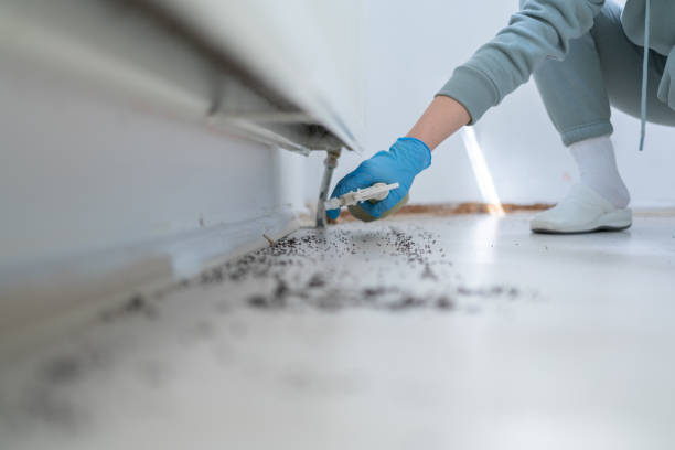 London Trusted Pest Control Services - Safe Property Solutions
