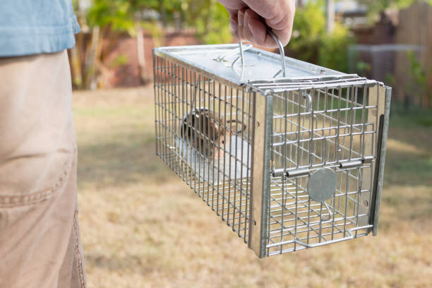 Rodent Control UK - Rats, Mice and Property Pest Control Guide