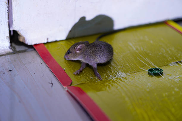 Mice Removal – Professional Mouse Pest Control Services