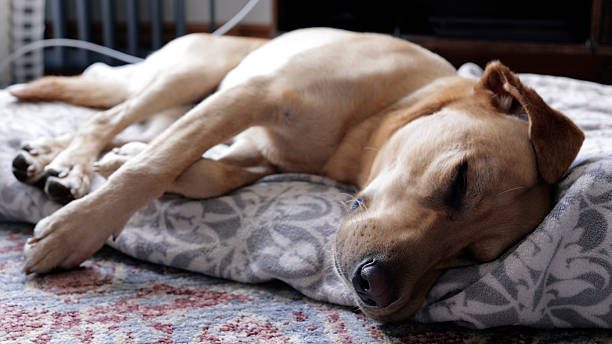 DSS Accepted Family Home London Pets Allowed - Fraser Bond