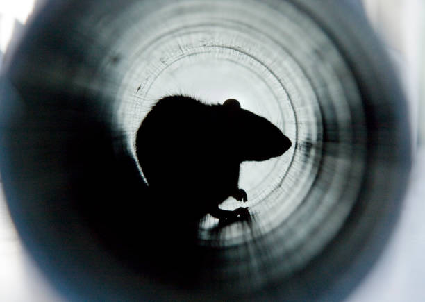 Drain Survey for Rats London - CCTV Drain Inspections for Rat Problems