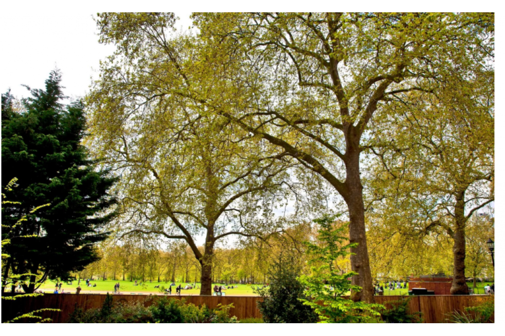Superior Studio with Garden View – £600 per Night / £1,800 for 3 Nights