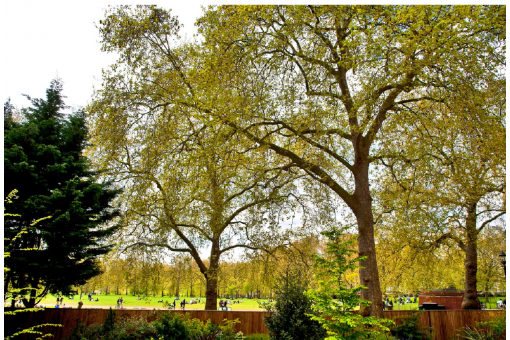 Superior One Bedroom Apartment with Garden View