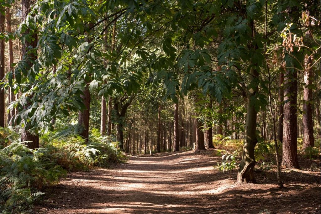Woburn Downs – New Homes on the Outskirts of Milton Keynes